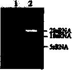 Arabidopis thaliana AAP1 gene cloning and plant expression vector construction method