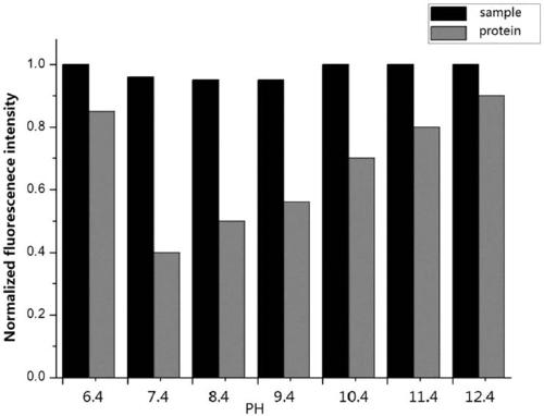 Method for preparing and marking bcl-2 (b-cell lymphoma-2) protein of oral squamous cell carcinoma cells through imine acridine fluorescent probe