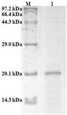 Lamprey oral gland CystatinF, preparation method and application