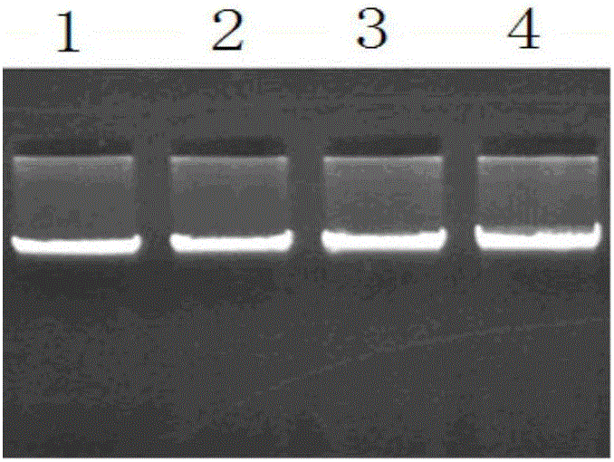 Method for detecting single nucleotide polymorphism of sheep KITLG gene and application of method