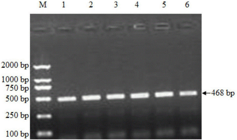 Method for detecting single nucleotide polymorphism of sheep KITLG gene and application of method