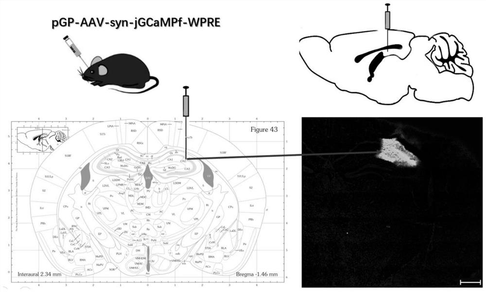 Electromagnetic radiation animal brain injury model and construction method thereof