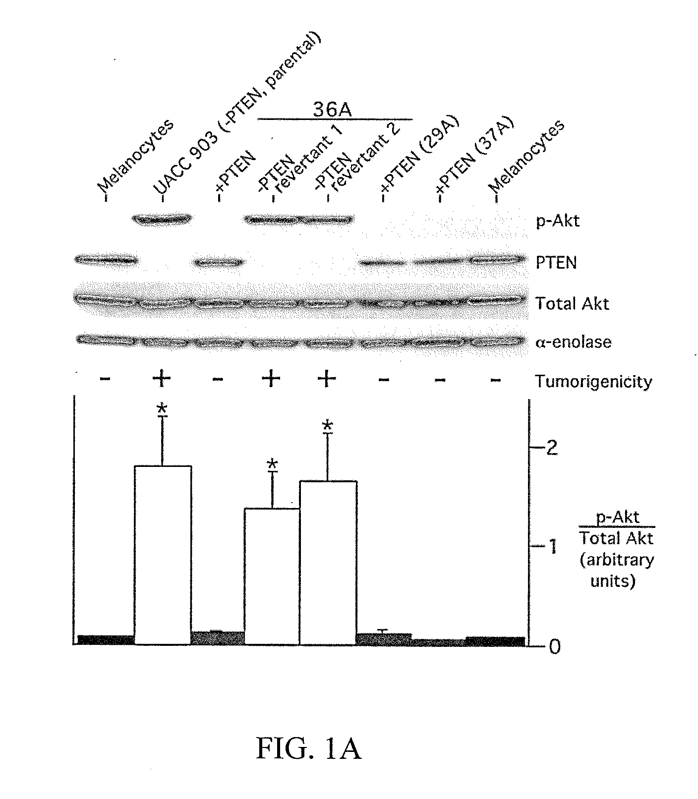 Combinatorial methods and compositions for treatment of melanoma