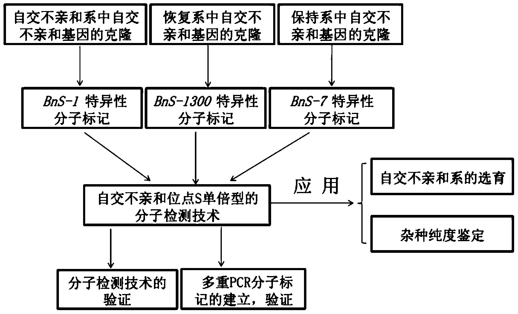 Molecular detection method of Brassica napus self-incompatible S-locus haplotype