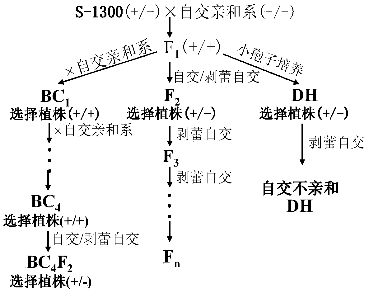 Molecular detection method of Brassica napus self-incompatible S-locus haplotype