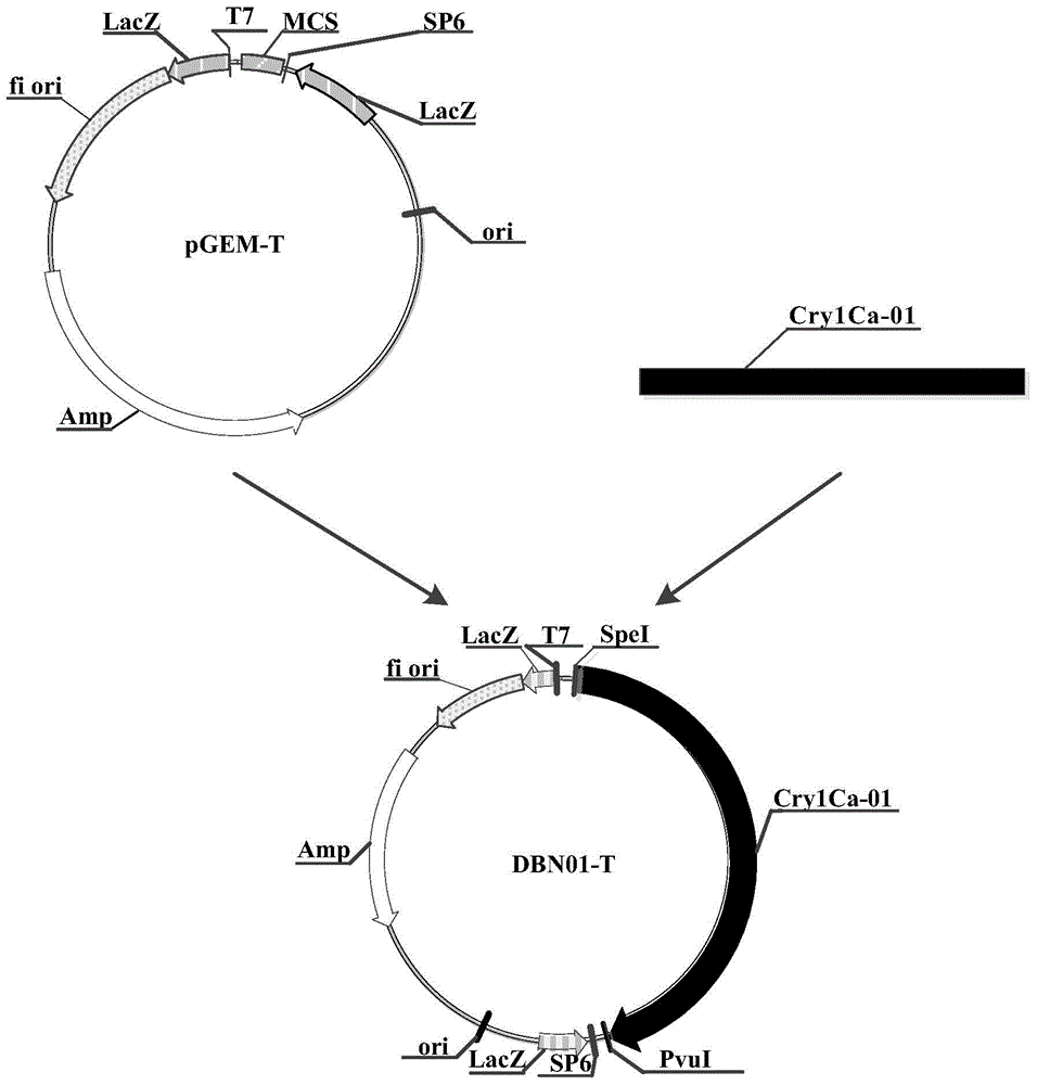 Constructs and methods for controlling pests