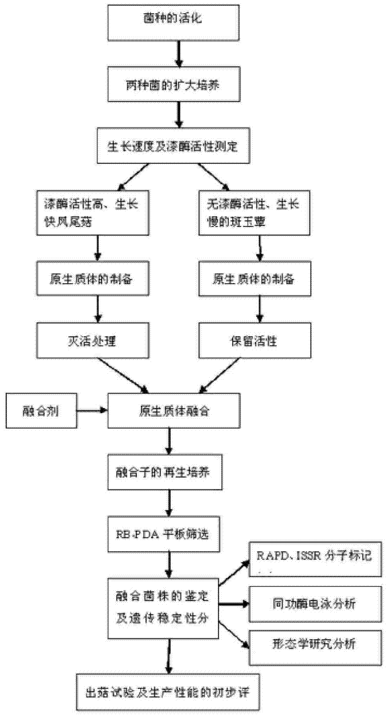 Hypsizigus marmoreus and method for establishing laccase transfer system in breeding thereof