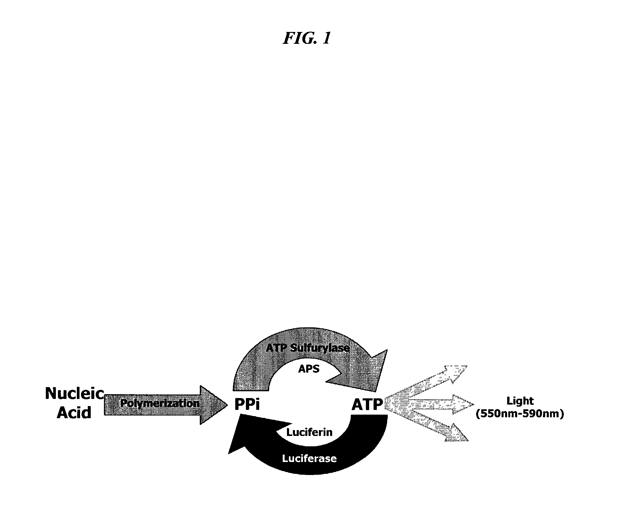 Bioluminescence regenerative cycle (BRC) for nucleic acid quantification