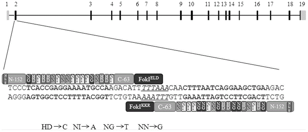 A pair of transcription activator-like effector nucleases and coding sequence and application thereof