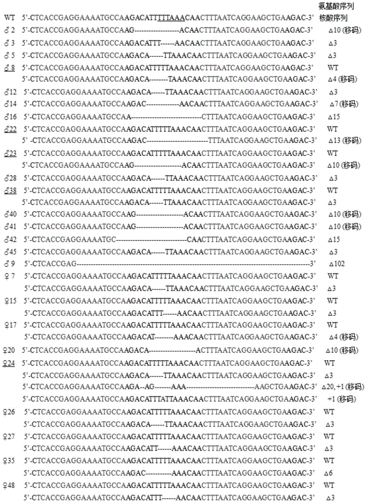 A pair of transcription activator-like effector nucleases and coding sequence and application thereof