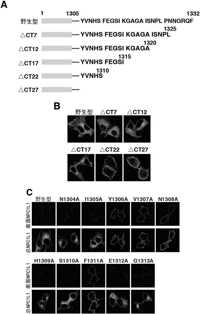 A key protein numb for hepatic and intestinal cholesterol absorption and its use