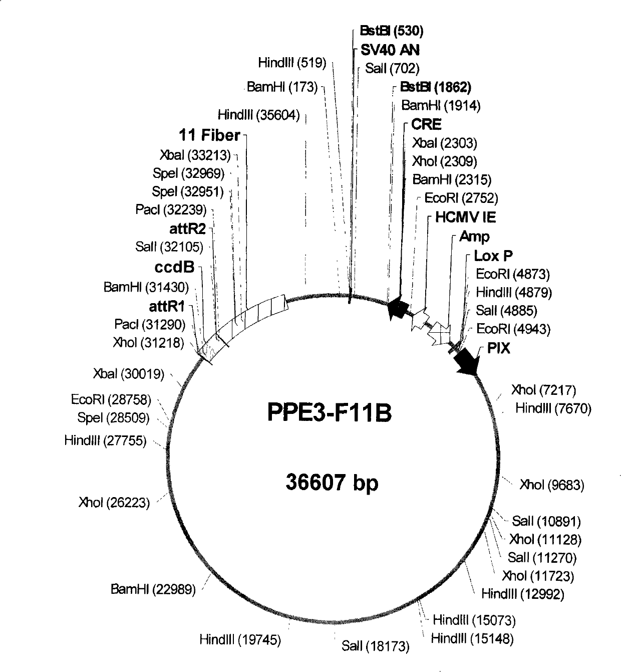 Foreign gene-carrying recombinant virus vector efficiently produced in packaging cell and construction method and application thereof