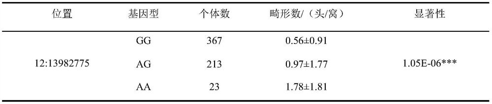 SNP (Single Nucleotide Polymorphism) molecular marker located on 12 # chromosome of pig and related to piglet malformation number and application of SNP molecular marker