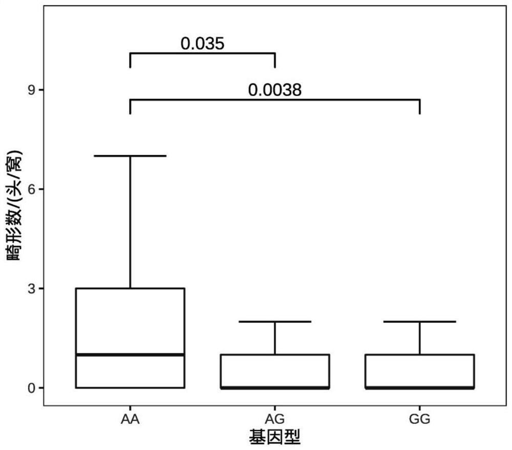 SNP (Single Nucleotide Polymorphism) molecular marker located on 12 # chromosome of pig and related to piglet malformation number and application of SNP molecular marker