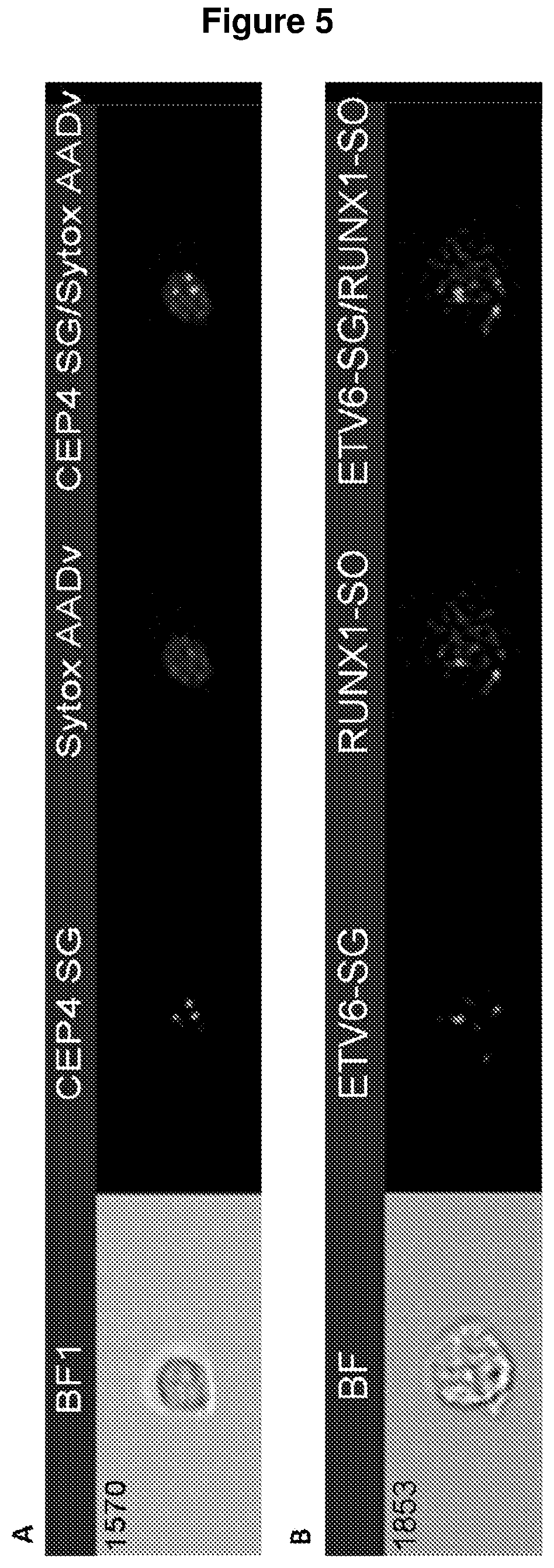 Improvements in or relating to cell analysis