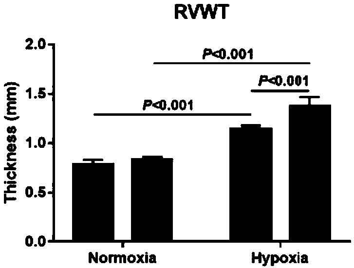 Preparation method and application of BMPR2 gene mutant rat