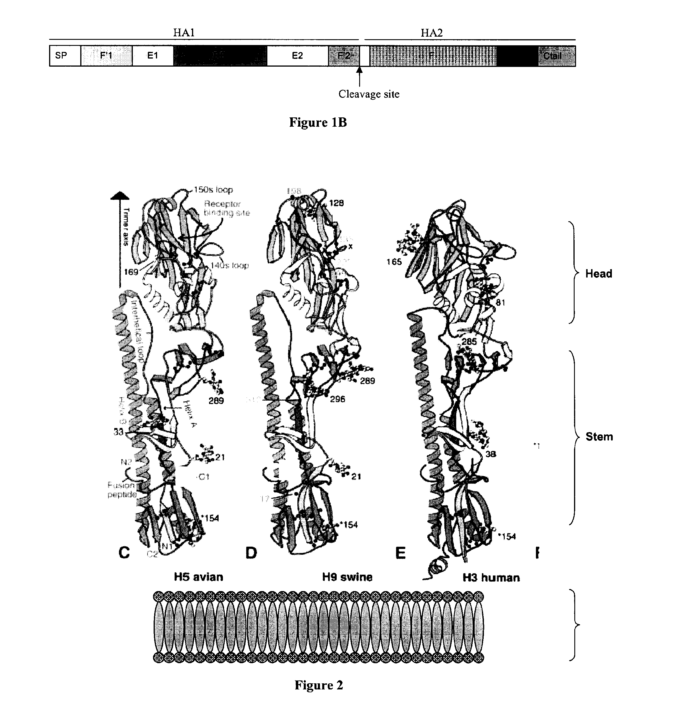 Influenza virus immunizing epitope