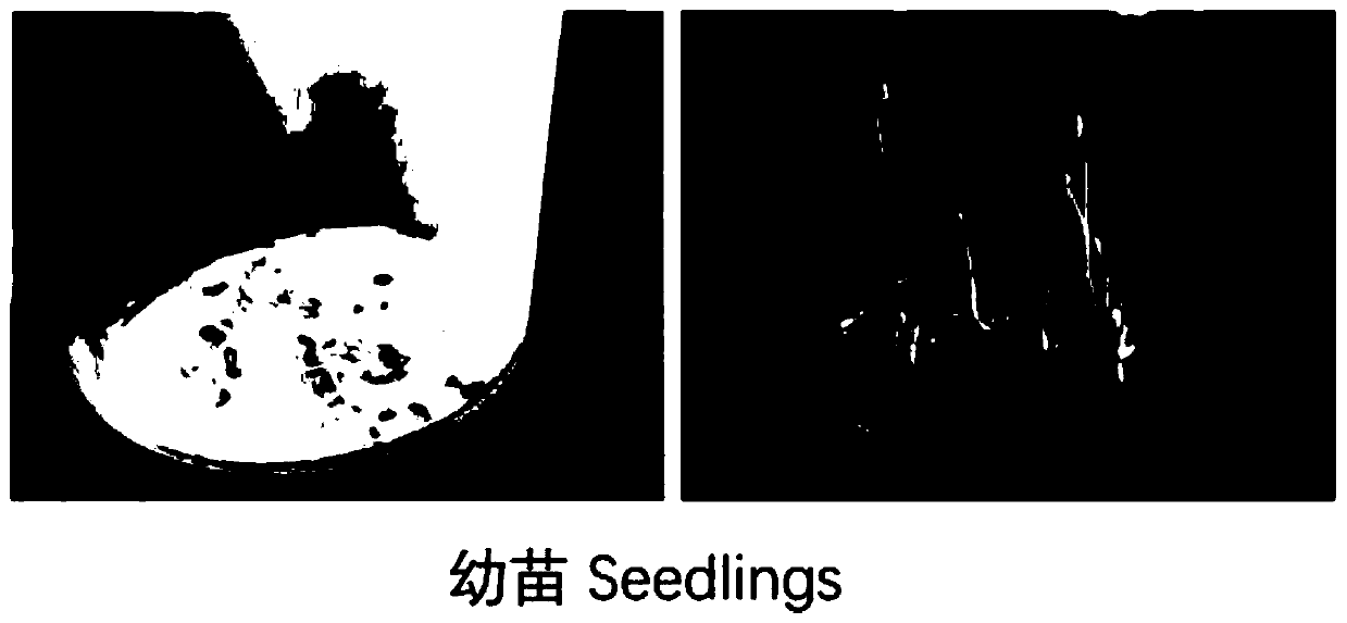 Inducing method and proliferation method of red clover hairy roots