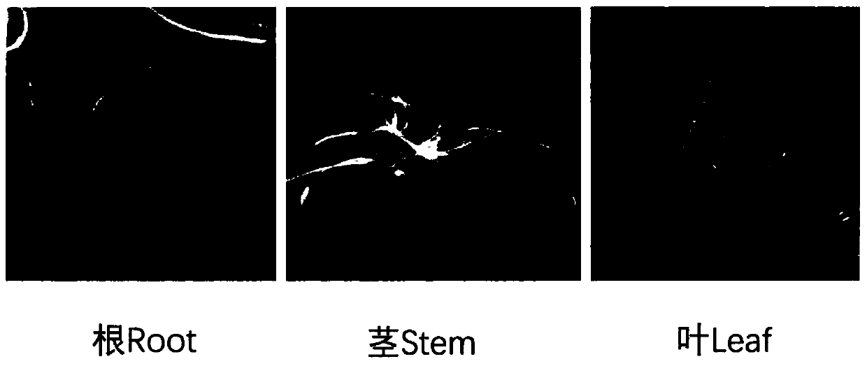 Inducing method and proliferation method of red clover hairy roots