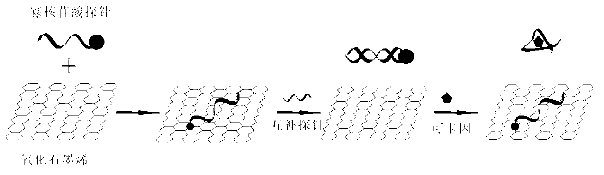 Fluorescence detection method for detecting cocaine by use of oligonucleotide and graphene oxide