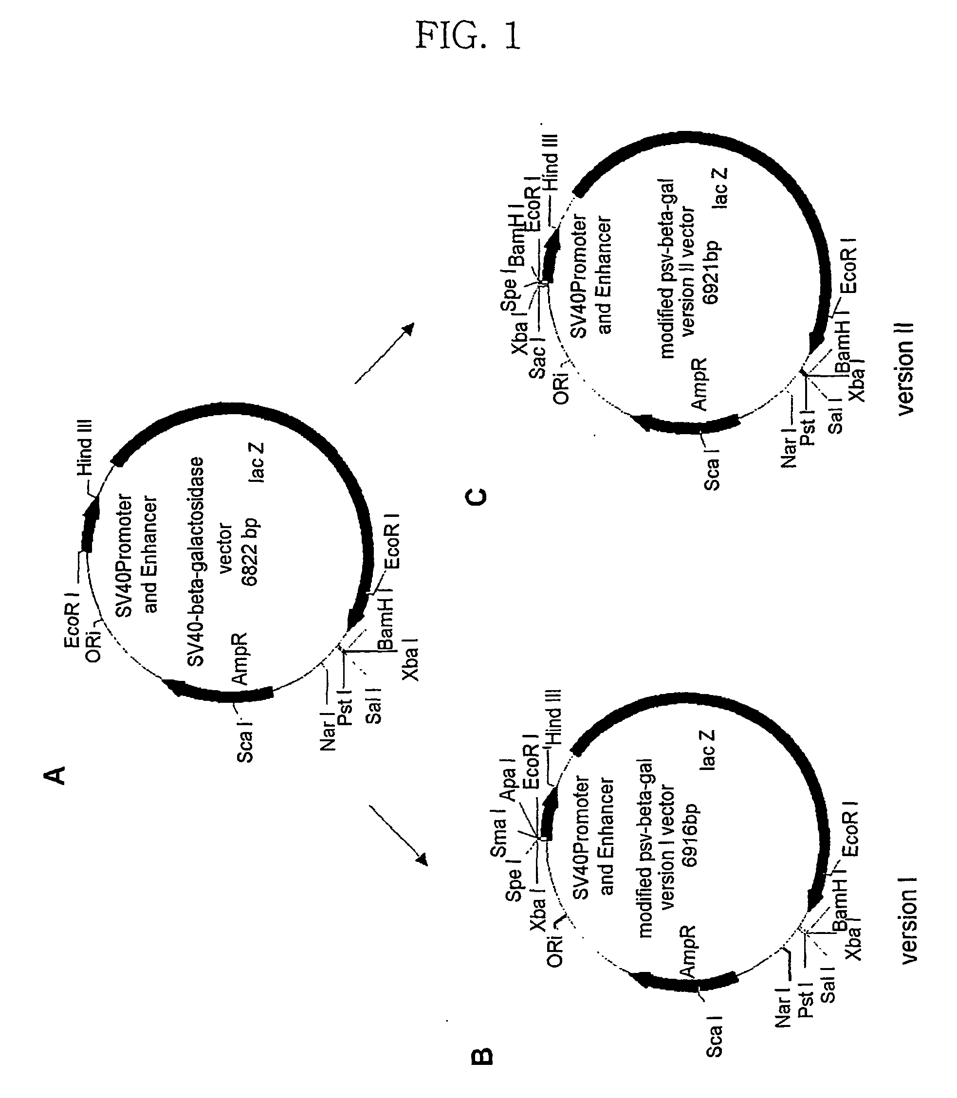 Expression vector using for animal cell