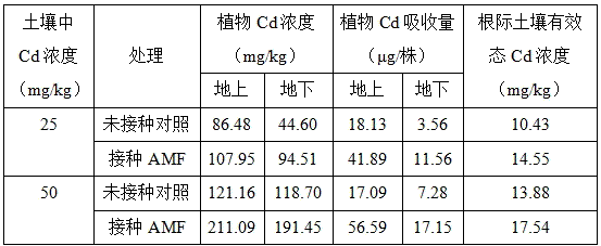 A method of using arbuscular mycorrhizal fungi to strengthen Solanum nigrum to absorb cadmium in soil