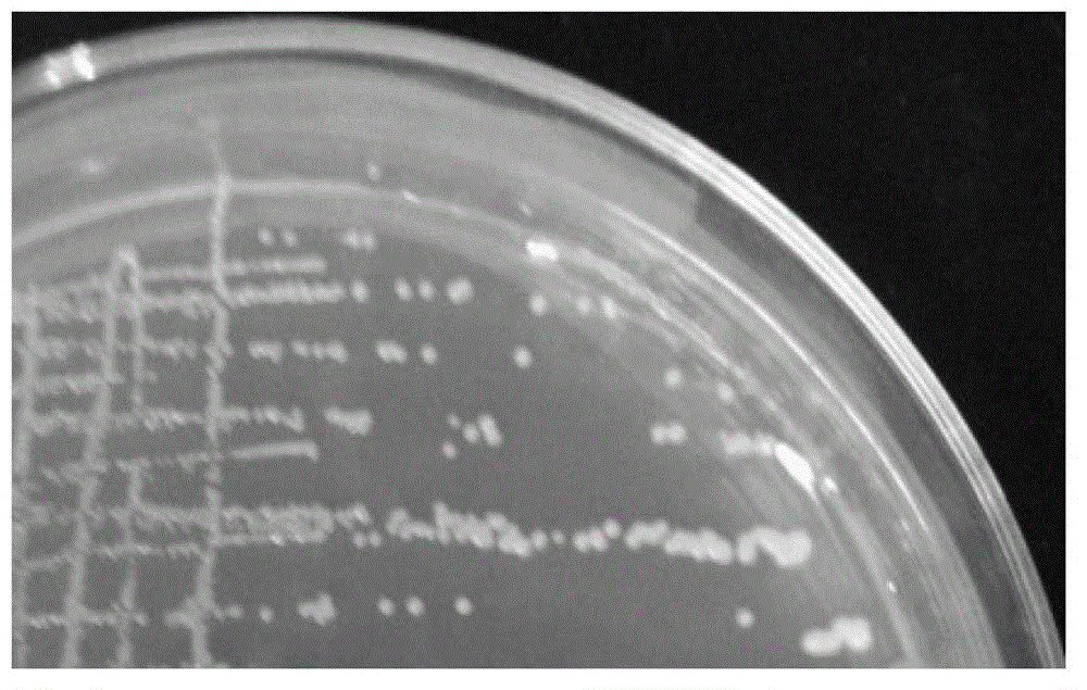 Heteroauxin-producing Arthrobacter pascens strain with fluoranthene degradation capacity and application thereof