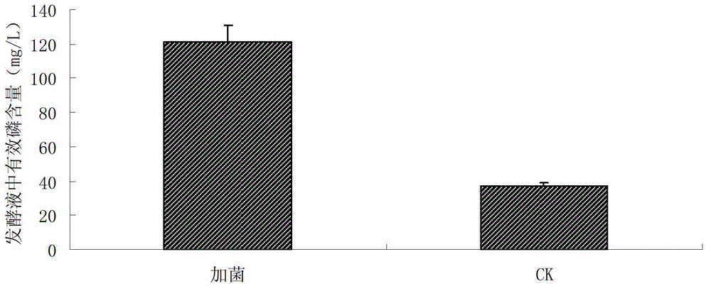 Heteroauxin-producing Arthrobacter pascens strain with fluoranthene degradation capacity and application thereof