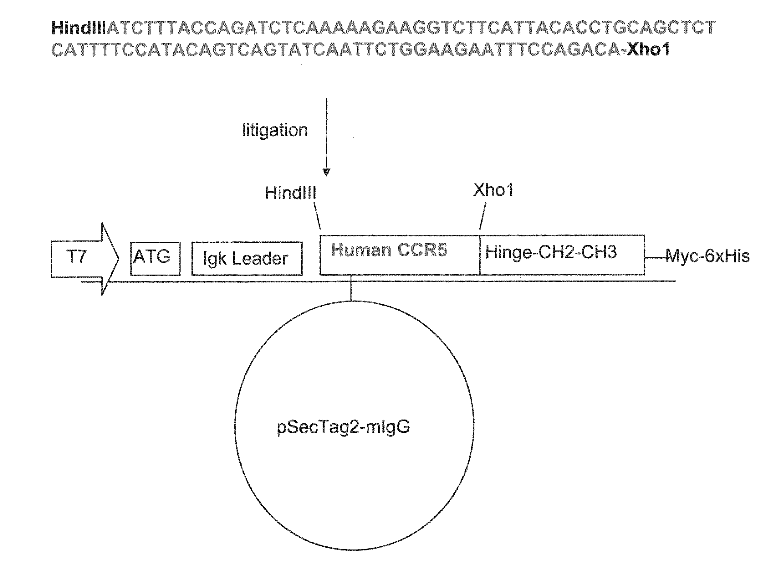 Molecules and Methods of Using Same for Treating CCR5/CCR5 Ligands Associated Diseases