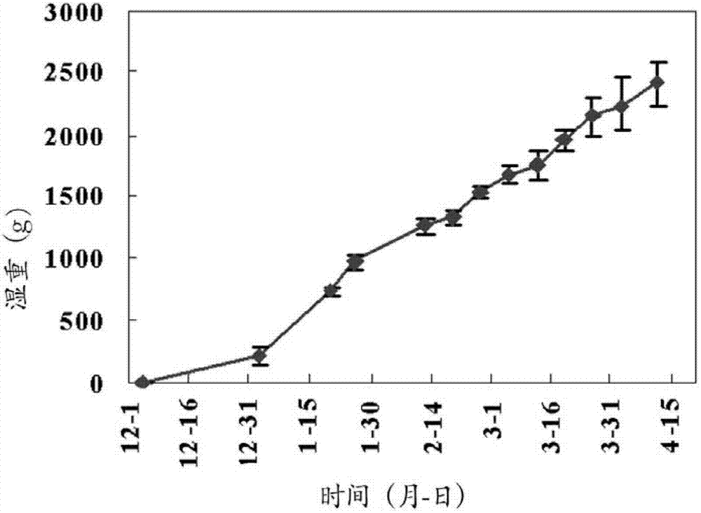 Method for cultivating kelp and asparagus alternately