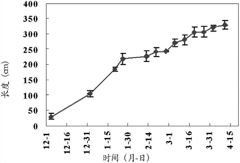 Method for cultivating kelp and asparagus alternately