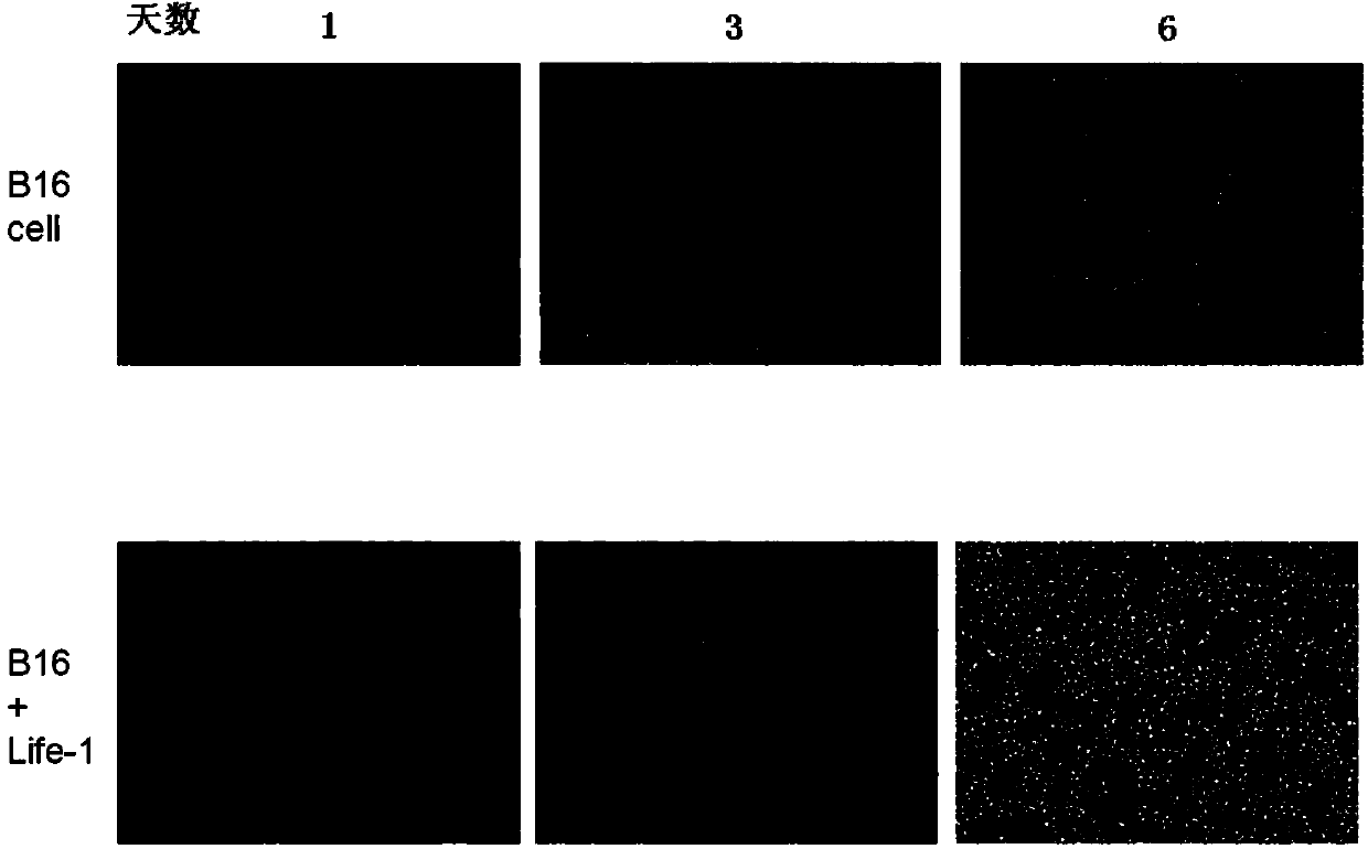 Preparation method and application of mammal bone marrow intracellular fluid