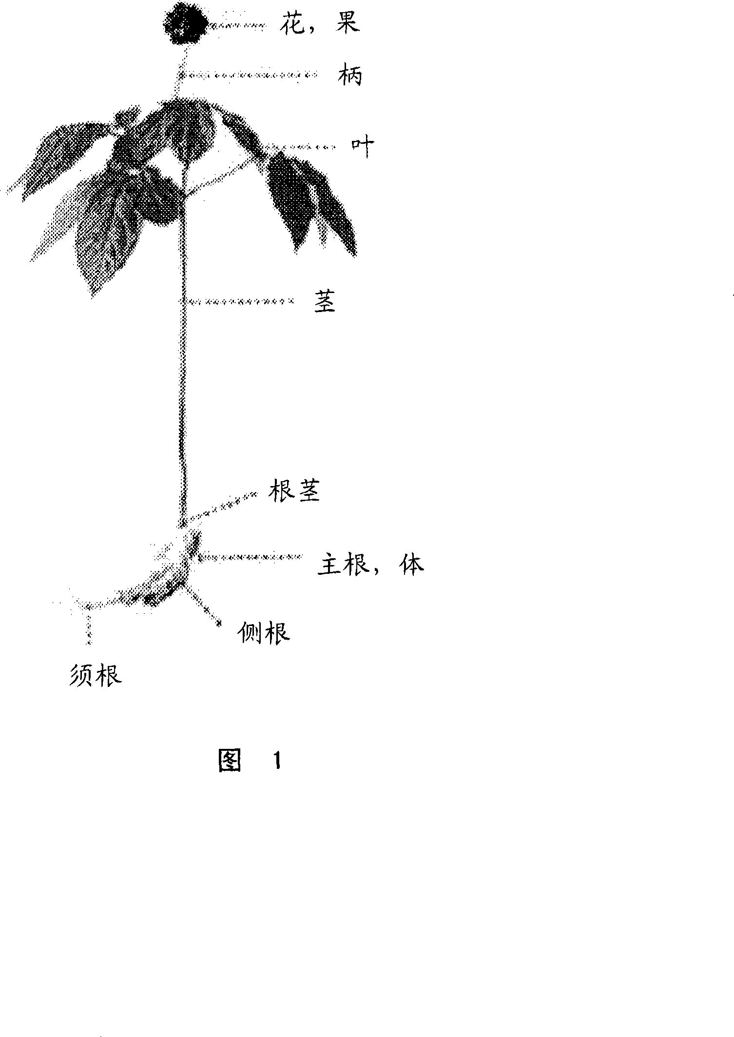 Method for producing ginseng fruit and ginseng flower stalk with high content of ginsenoside