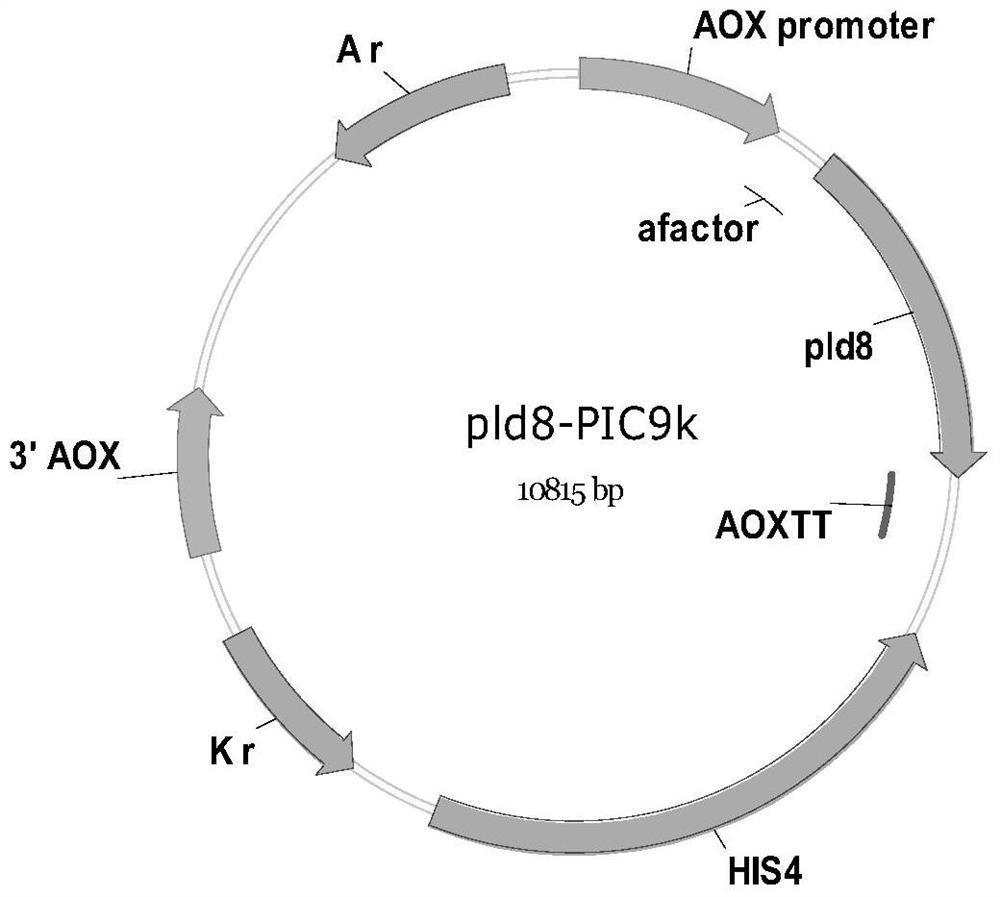 A new type of phospholipase