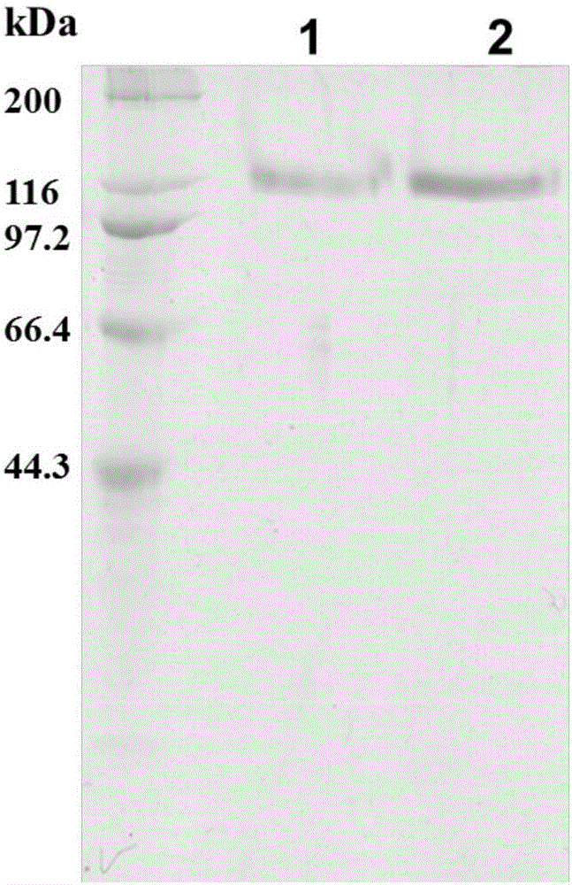 Polysaccharide hydrolase gene from pyrococcus horikoshii and application