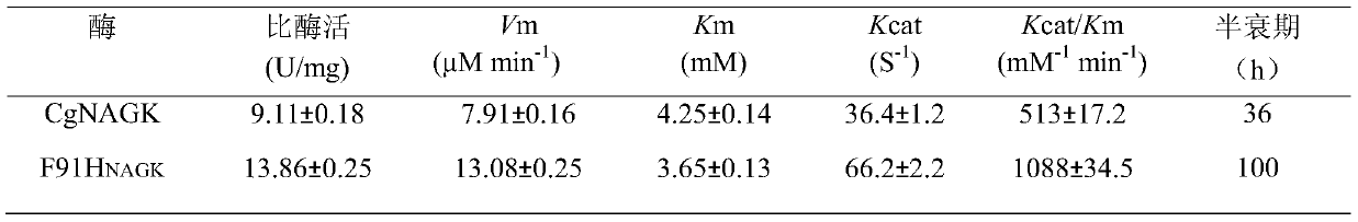 A N-acetylglutamate kinase mutant with improved catalytic efficiency and thermal stability