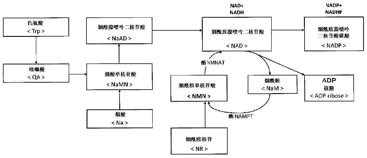 Anti-aging agent and anti-aging method