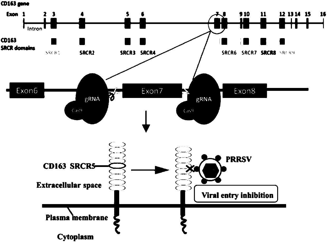 Porcine reproductive and respiratory syndrome resisting Marc-145 cell line as well as preparation method and application thereof