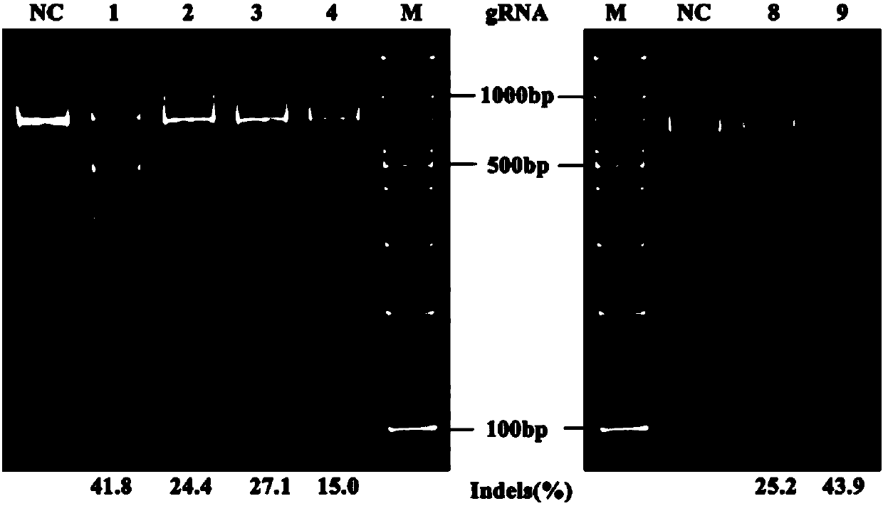 Porcine reproductive and respiratory syndrome resisting Marc-145 cell line as well as preparation method and application thereof