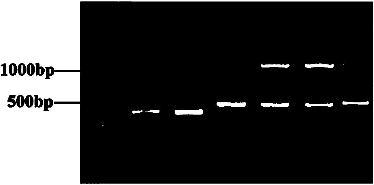 Porcine reproductive and respiratory syndrome resisting Marc-145 cell line as well as preparation method and application thereof