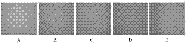 Oligomerization nucleic acid composition for preventing or treating canine distemper and application thereof