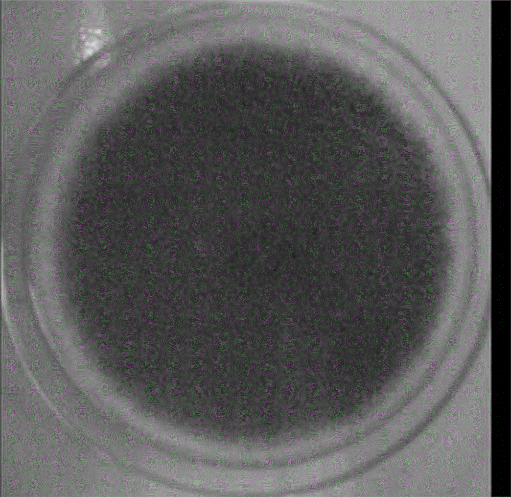 Aspergillus oryzae strain and application thereof in Zhejiang rose vinegar fermentation