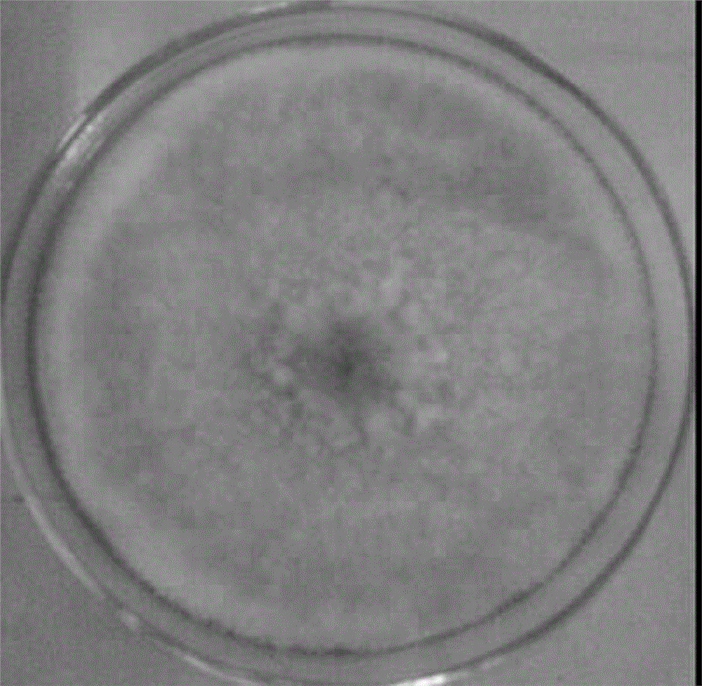 Aspergillus oryzae strain and application thereof in Zhejiang rose vinegar fermentation