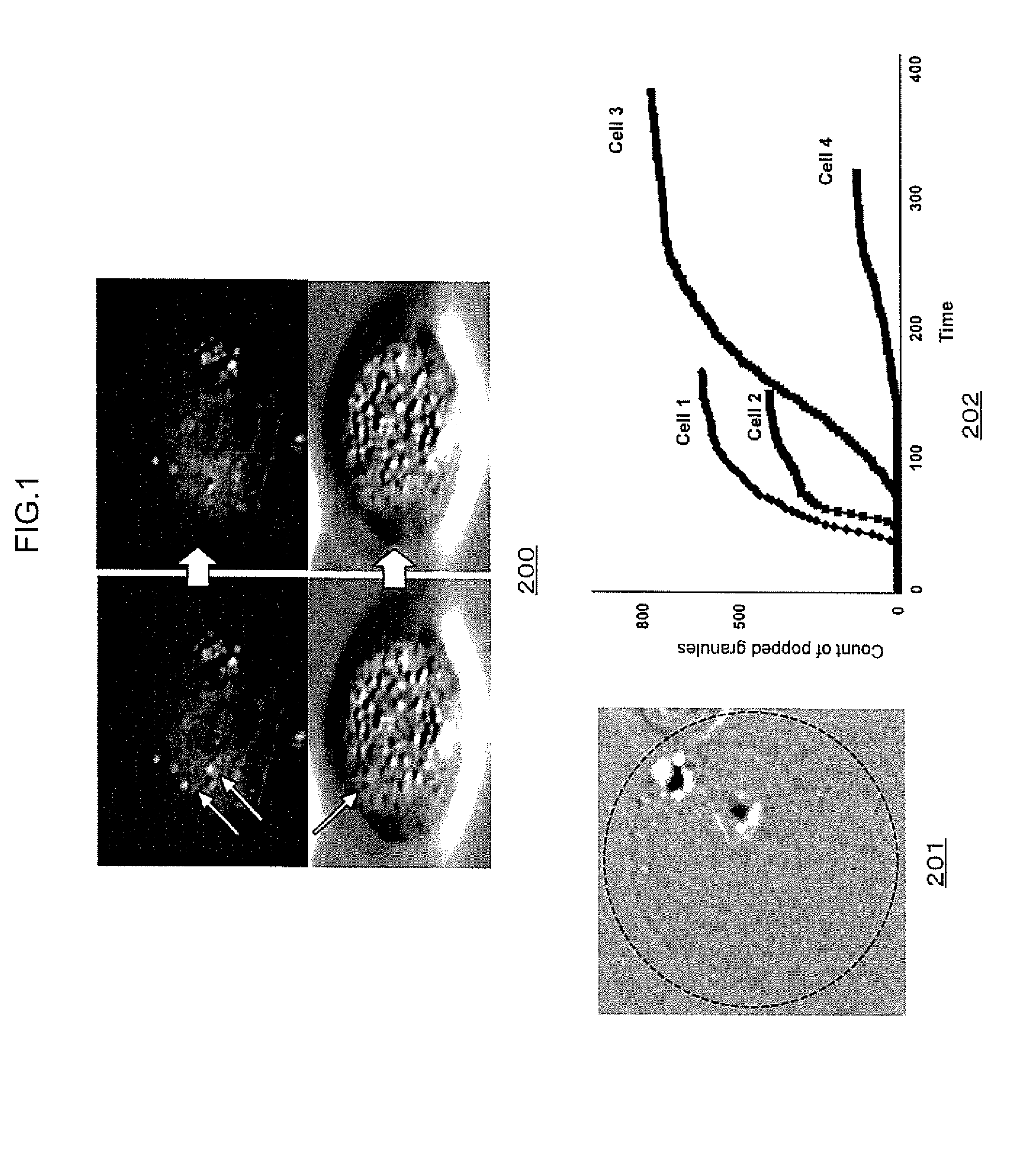 Capturing of cell fluid and analysis of its components under observation of cells and instruments for the cell fluid capturing and the analysis