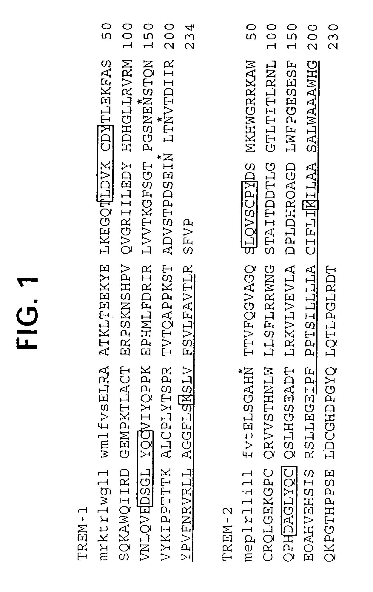 Novel receptor trem (triggering receptor expressed on myeloid cells) and uses thereof