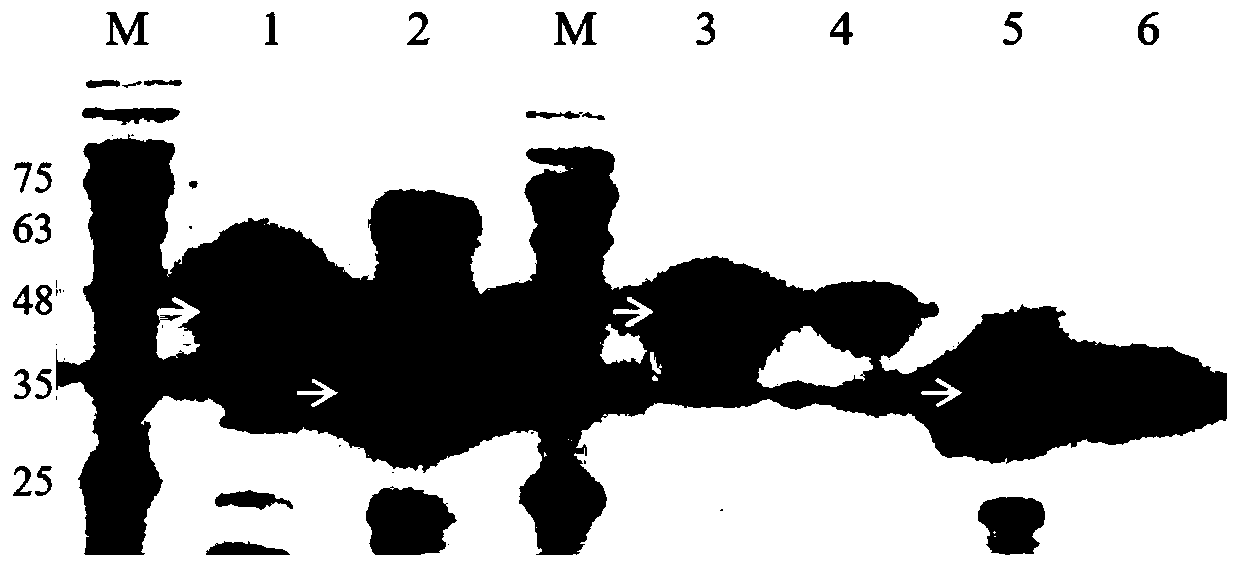 Method for efficiently expressing ORF2 (Open Reading Frame 2) gene of goose astrovirus soluble capsid precursor, and application of method