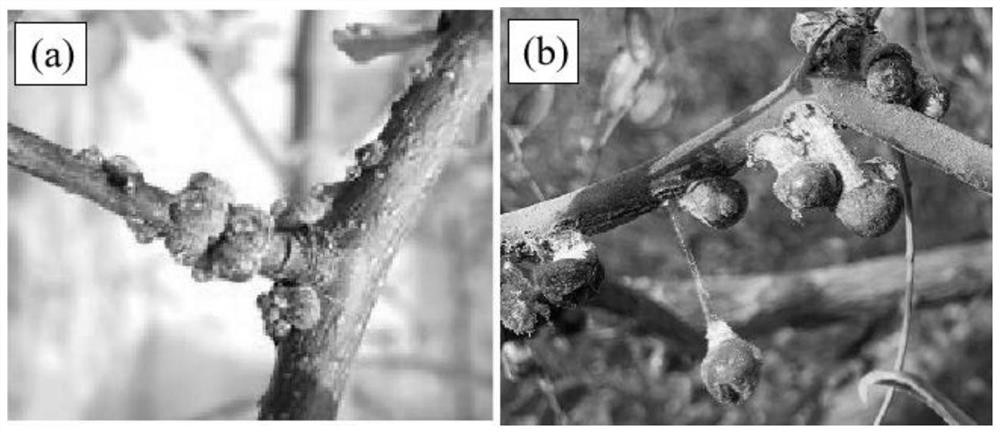 Organic foliar fertilizer for preventing and treating jujube coccidiosis and preparation method thereof