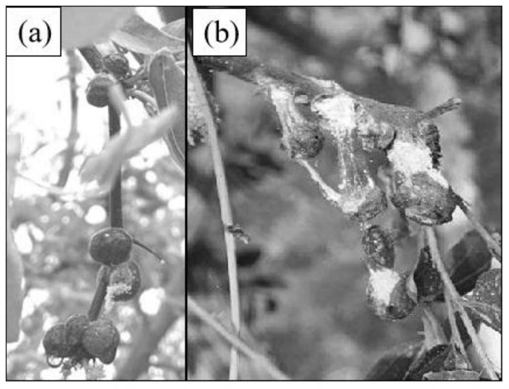 Organic foliar fertilizer for preventing and treating jujube coccidiosis and preparation method thereof