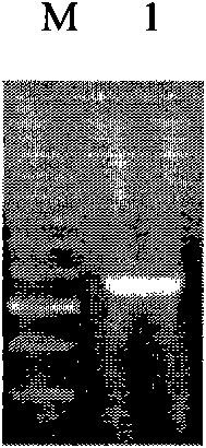 Method for preparing recombinant phosphinthricin acetyltransferase (PAT)