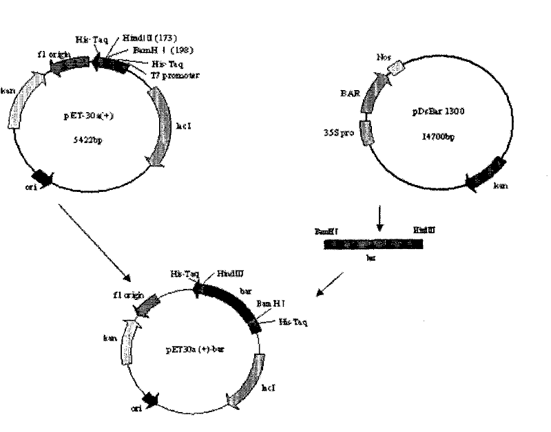 Method for preparing recombinant phosphinthricin acetyltransferase (PAT)